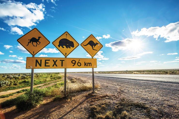Ein Verkehrsschild warnt vor einheimischen Tieren wie Kängurus und Wombats am Eyre Highway, Nullarbor, Südaustralien © Greg Snell, Tourism Australia