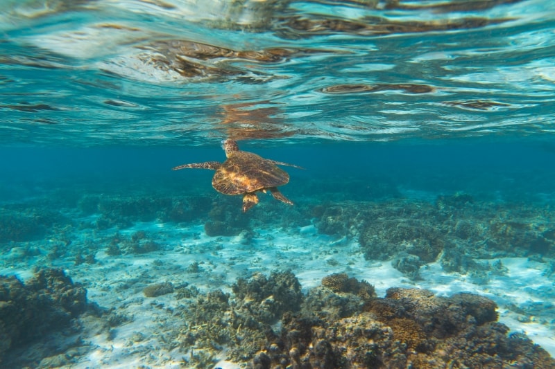Sea turtle, Lady Elliot Island, Great Barrier Reef, QLD © Tourism & Events Queensland Sea turtle, Lady Elliot Island, Great Barrier Reef, QLD © Tourism & Events Queensland