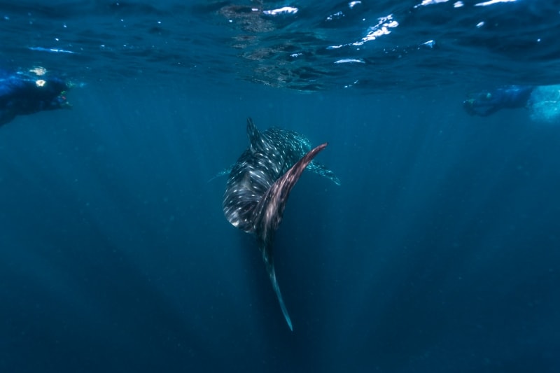 Whale shark swimming at Ningaloo Reef © Tourism Western Australia Whale shark swimming at Ningaloo Reef © Tourism Western Australia