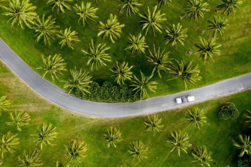 Aerial of car driving through palm trees in Tropical North Queensland © Tourism and Events Queensland / Sean Scott. Aerial of car driving through palm trees in Tropical North Queensland © Tourism and Events Queensland / Sean Scott.