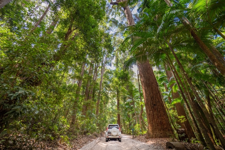 Pile Valley, Fraser Island, Queensland © Tourism Australia Pile Valley, Fraser Island, Queensland © Tourism Australia