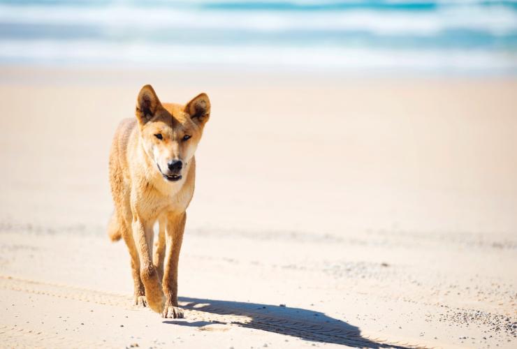 Dingo sulla spiaggia a K'gari © Pirie Bath Photography Dingo sulla spiaggia a K'gari © Pirie Bath Photography
