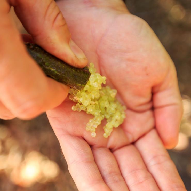 Mano con perle di finger lime al Tropical Fruit World di Duranbah © Ryan Fowler/Destination Tweed Mano con perle di finger lime al Tropical Fruit World di Duranbah © Ryan Fowler/Destination Tweed