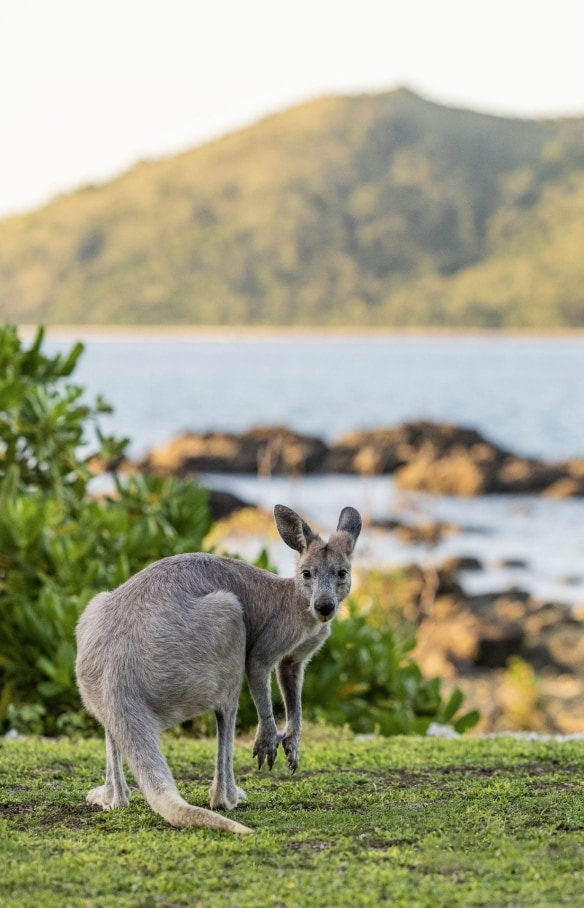 Un canguro rivolto verso la fotocamera a Daydream Island, Isole Whitsunday, Queensland © Tourism Australia