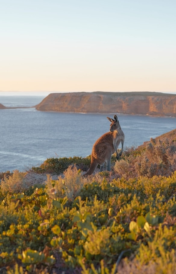南オーストラリア州、カンガルー島、ケープ・デュ・クーディック © Aquiles Pamparana