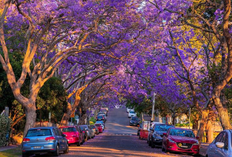 紫色のジャカランダの並木道 © Destination NSW 紫色のジャカランダの並木道 © Destination NSW