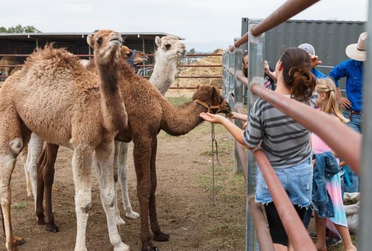 小童在哈理斯維爾的Summer Land Camels駱駝農莊餵飼駱駝©Summer Land Camels 小童在哈理斯維爾的Summer Land Camels駱駝農莊餵飼駱駝©Summer Land Camels