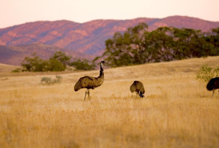 Emus standing in a golden field with pink-hued mountains in the distance at  Arkaba, Flinders Ranges, South Australia © Wild Bush Luxury