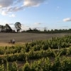  A couple of people take a walk with their bikes alongside Clonakilla vineyard, Murrumbateman, New South Wales © Destination NSW