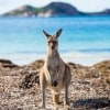Kangaroo standing on grass with the ocean in the background at Lucky Bay, Esperance, Western Australia © Tourism Western Australia