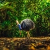 Cassowary nella Daintree Rainforest, Queensland © Tourism and Events Queensland