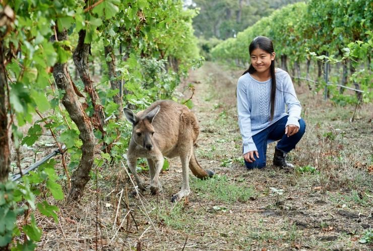 Giovane donna che sorride osservando un canguro al pascolo tra i filari di viti presso Jesters Flat, Margaret River, Western Australia © Frances Andrijich 