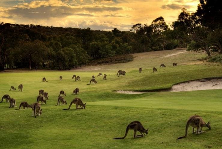 Un gruppo numeroso di canguri che brucano l'erba al tramonto all'Anglesea Golf Club, Anglesea, Victoria © Anglesea Golf Club