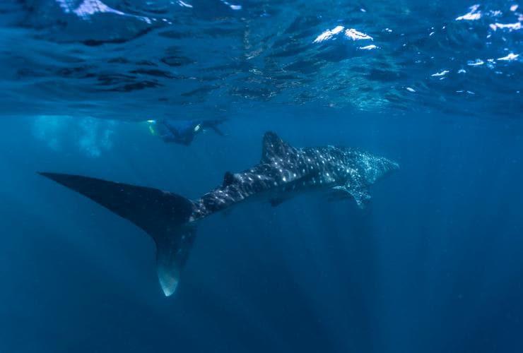 西オーストラリア州、ニンガルー海洋公園、ジンベエザメ © Tourism Western Australia