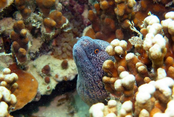 新南威爾士州豪勳爵島©DivePlanIt.com