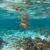 昆士蘭州大堡礁伊利特女士島的海龜©昆士蘭旅遊及活動推廣局